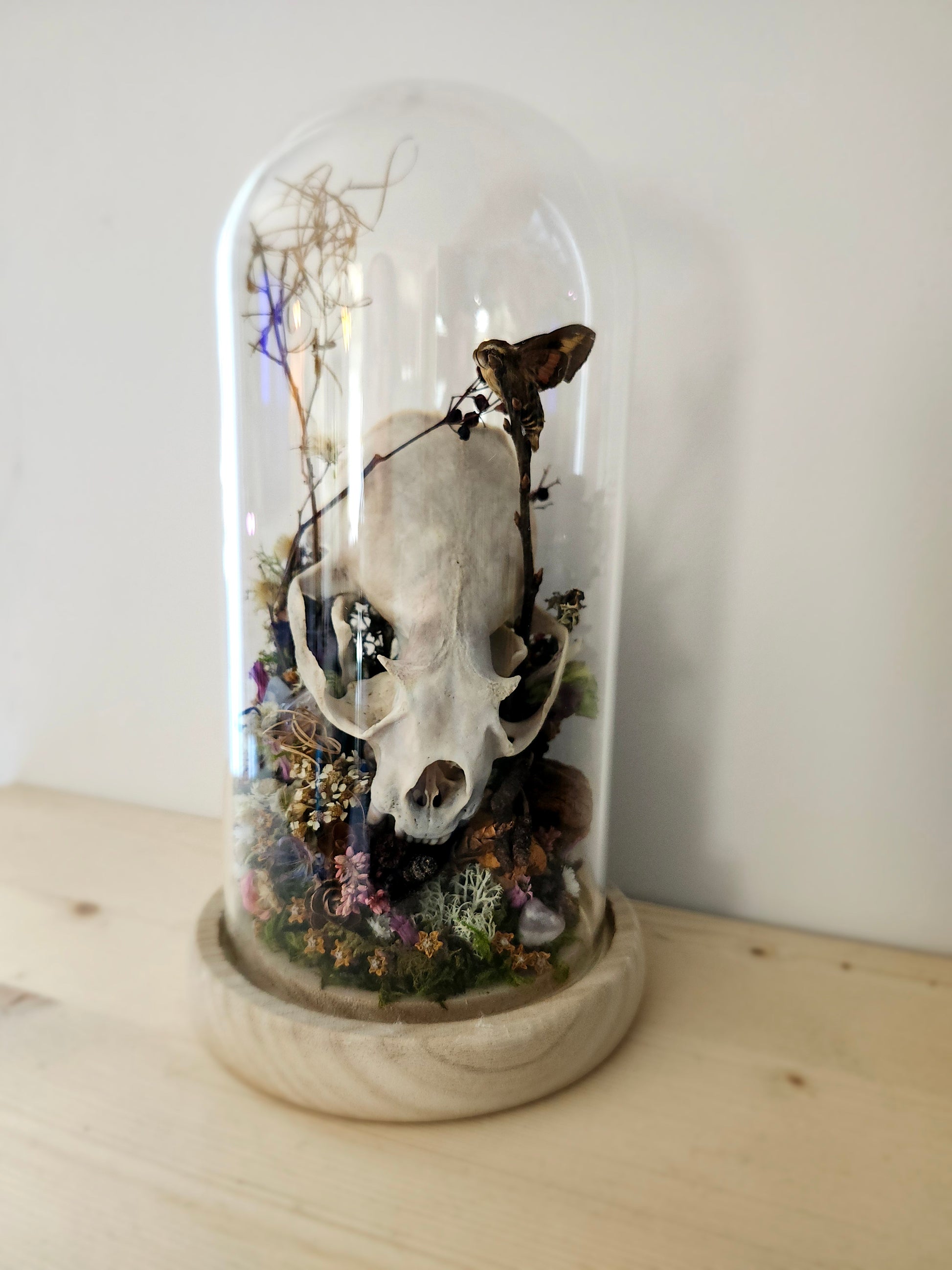 Lutrinae & catocala concumbens