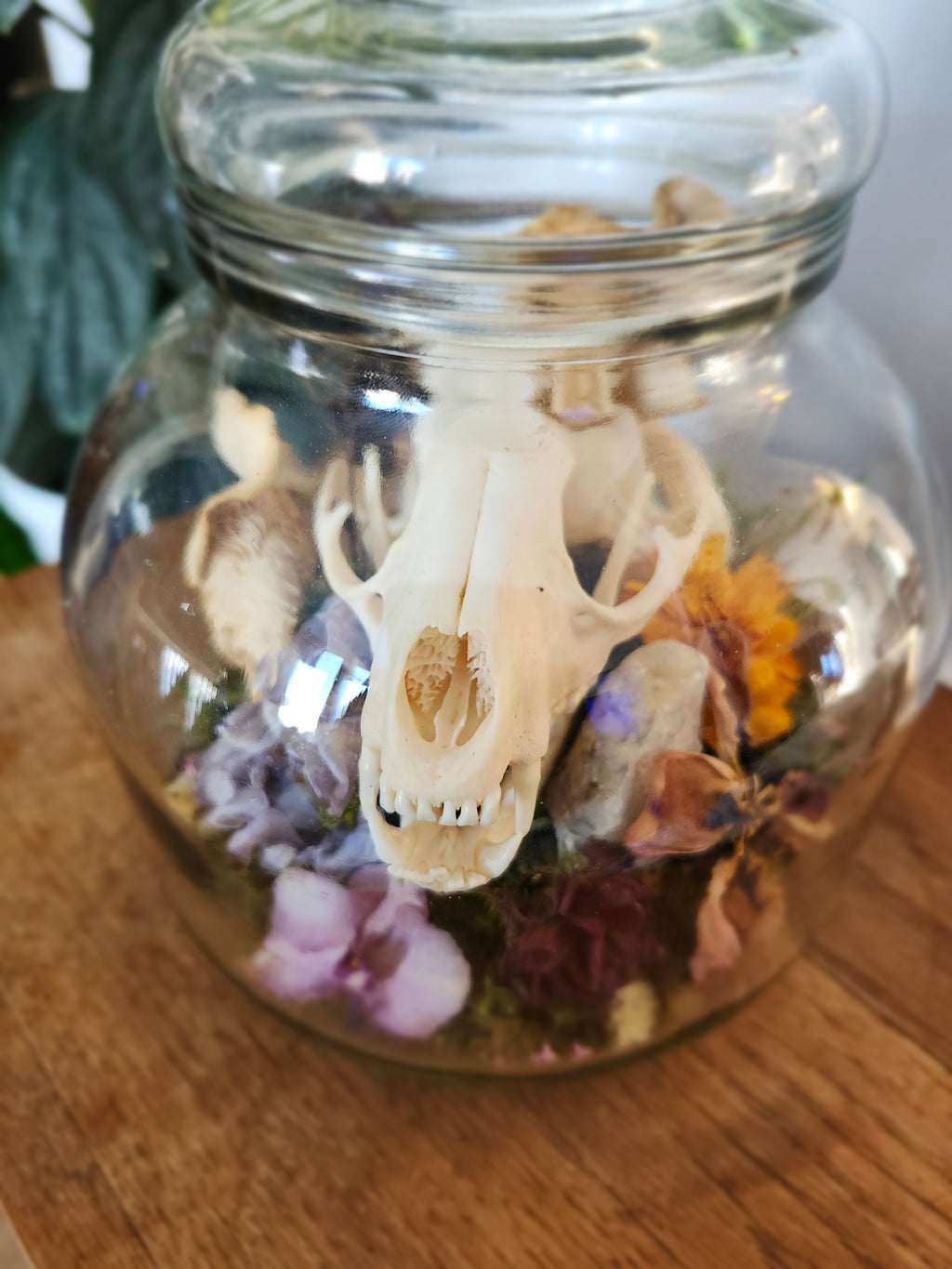 (Copy) Catocala relicta