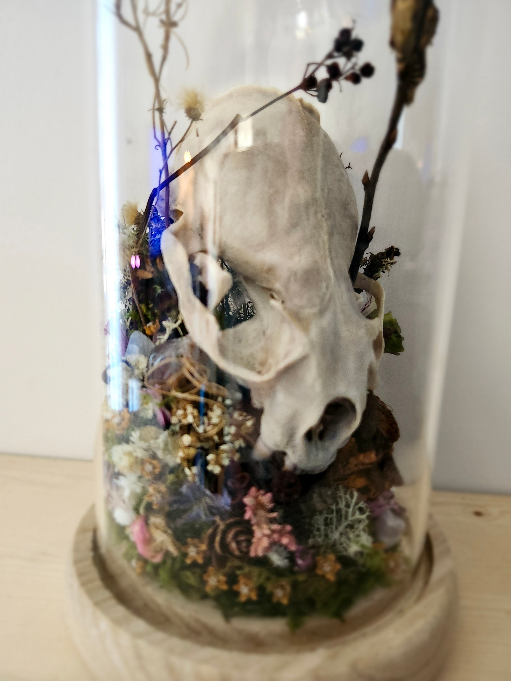 Lutrinae & catocala concumbens