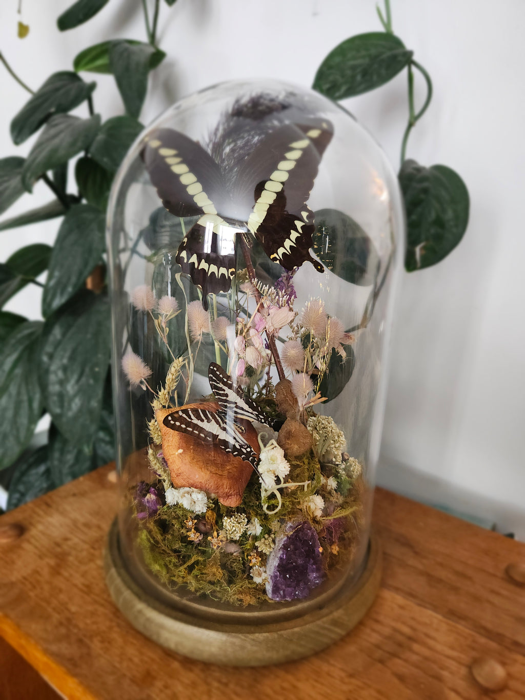 Papilo gigon & Zebra swallowtail