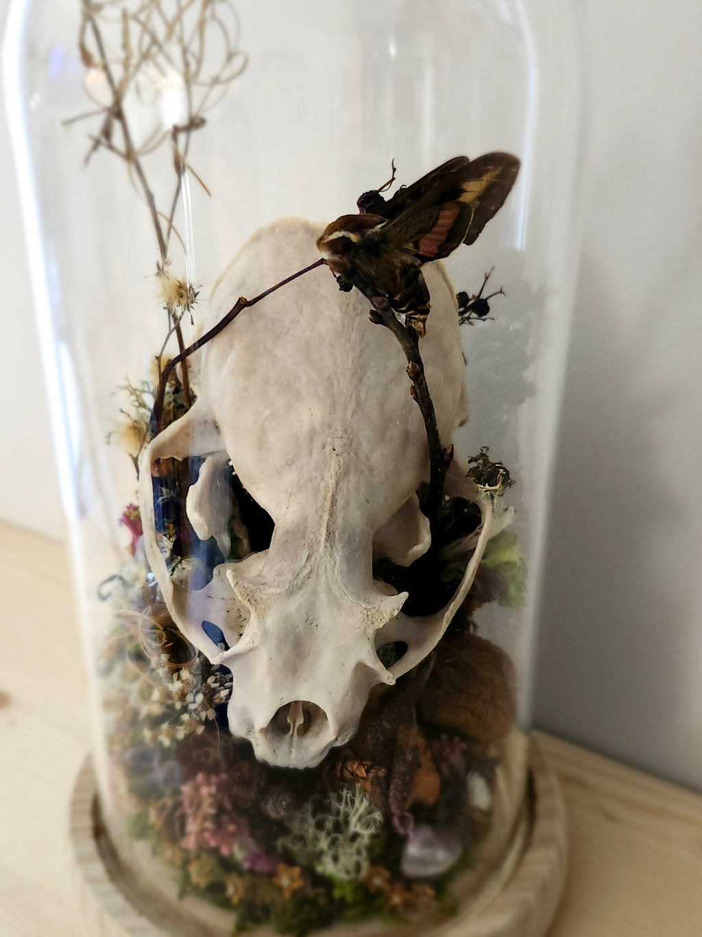 Lutrinae & catocala concumbens