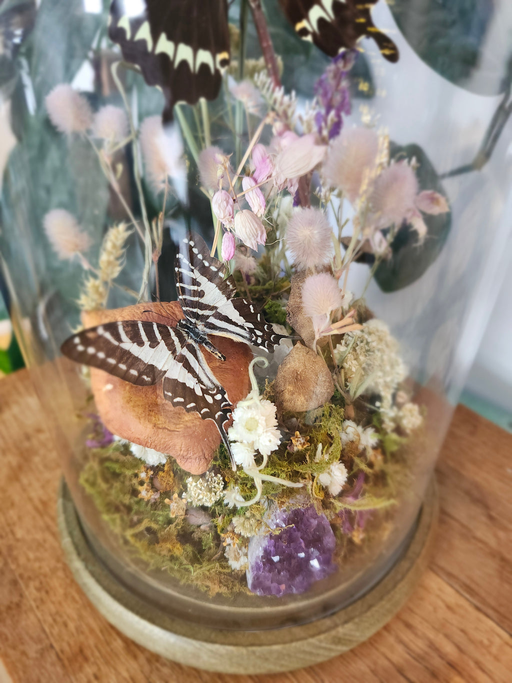 Papilo gigon & Zebra swallowtail