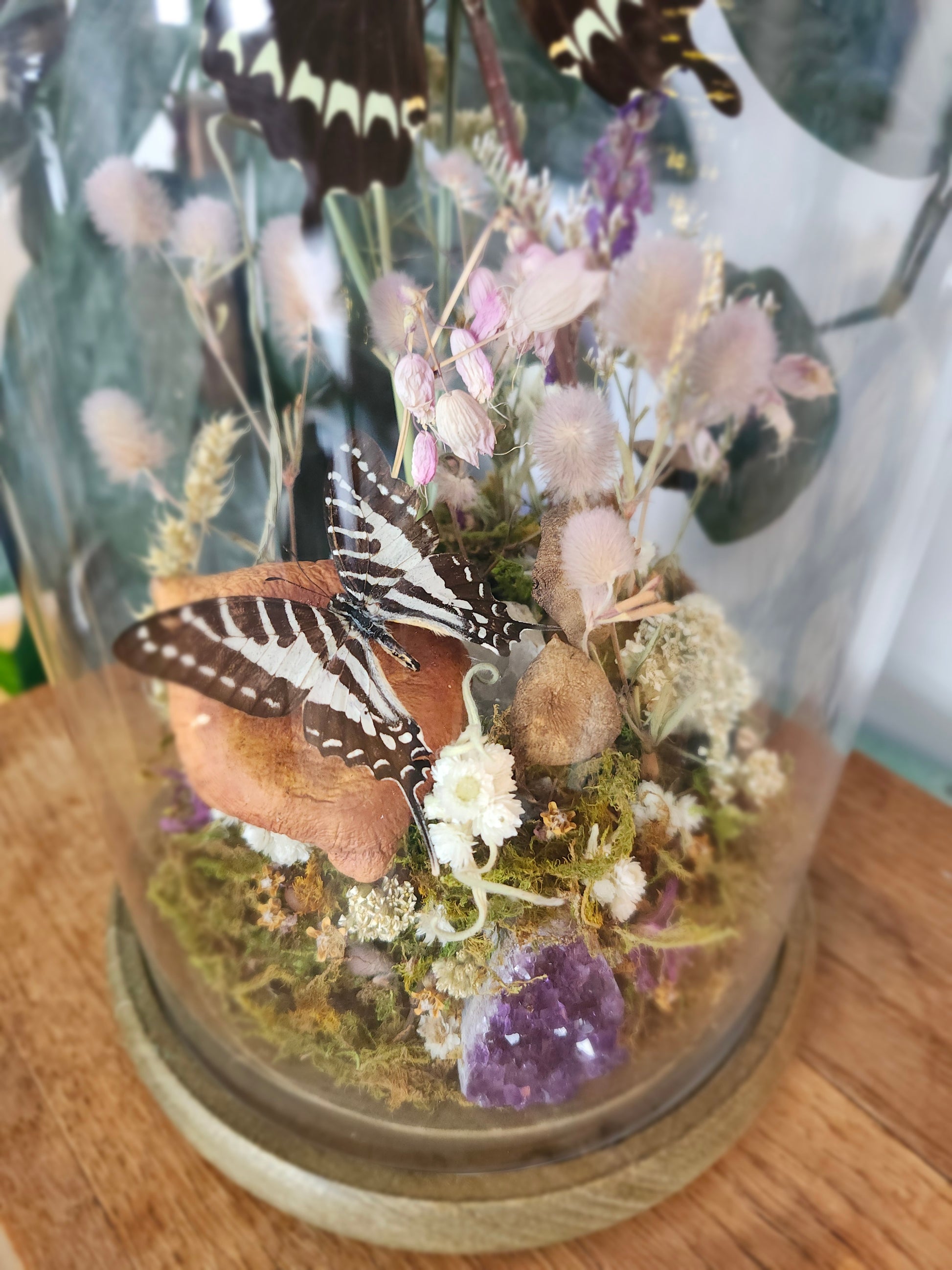 Papilo gigon & Zebra swallowtail