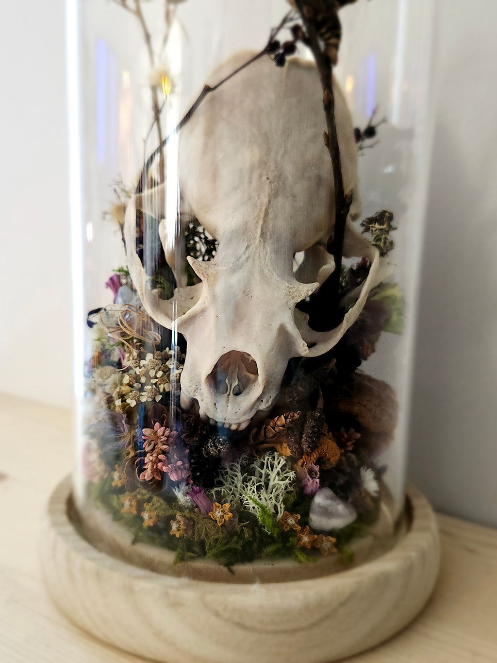 Lutrinae & catocala concumbens