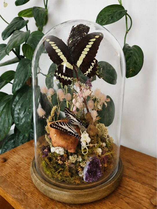 Papilo gigon & Zebra swallowtail