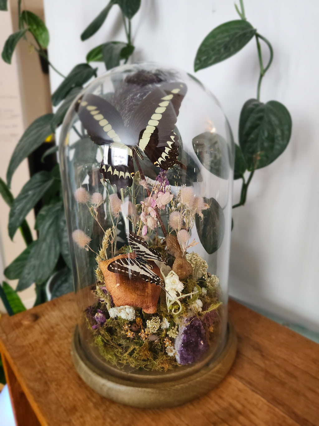 Papilo gigon & Zebra swallowtail