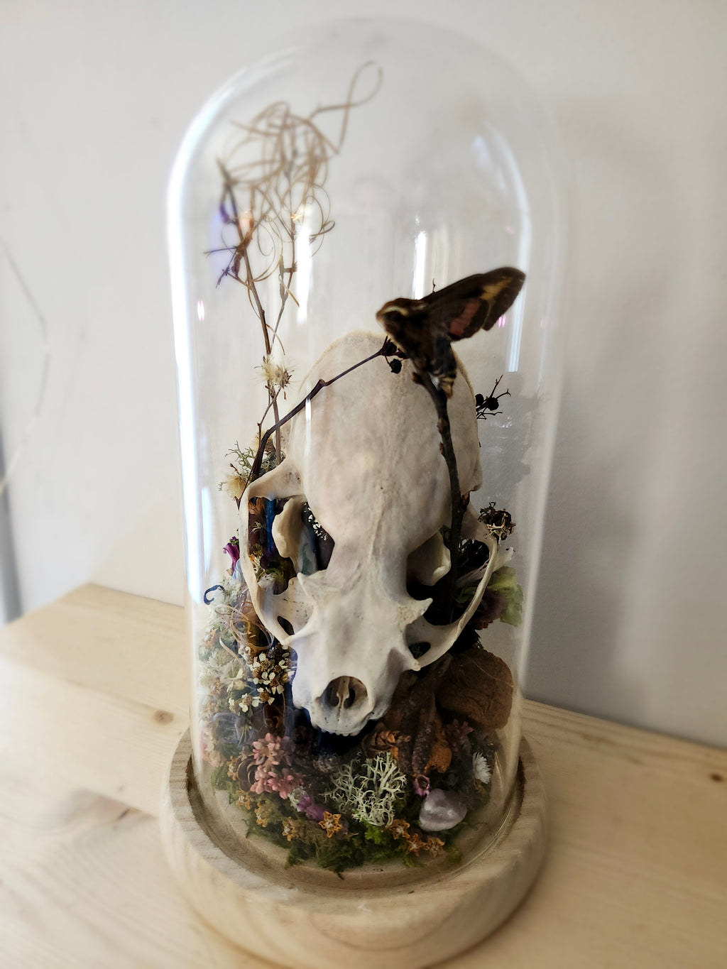 Lutrinae & catocala concumbens