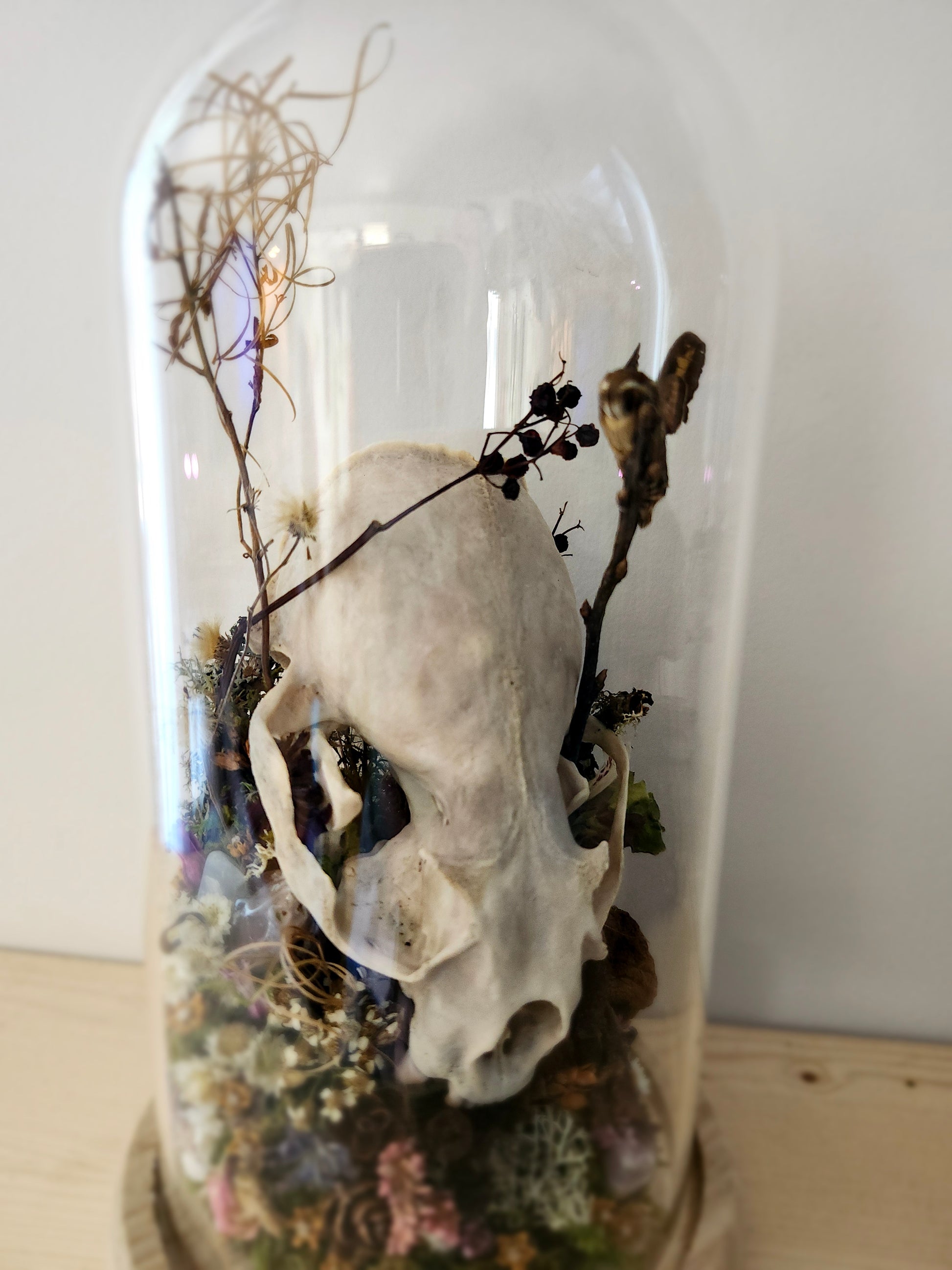 Lutrinae & catocala concumbens